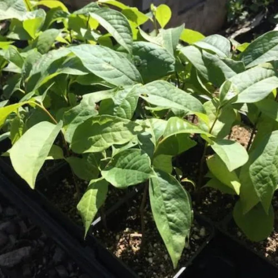 3 Pawpaw Trees Live Plants, 1 Year Old Paw Paw 7 to 12" Tall Bare Roots, Dormant in Winter