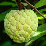 Live Sugar Apple Tree, Annona Squamosa Fruit Plant, 6-12 Inch Tall in 3” Pot, Tropical Custard Apple Plant