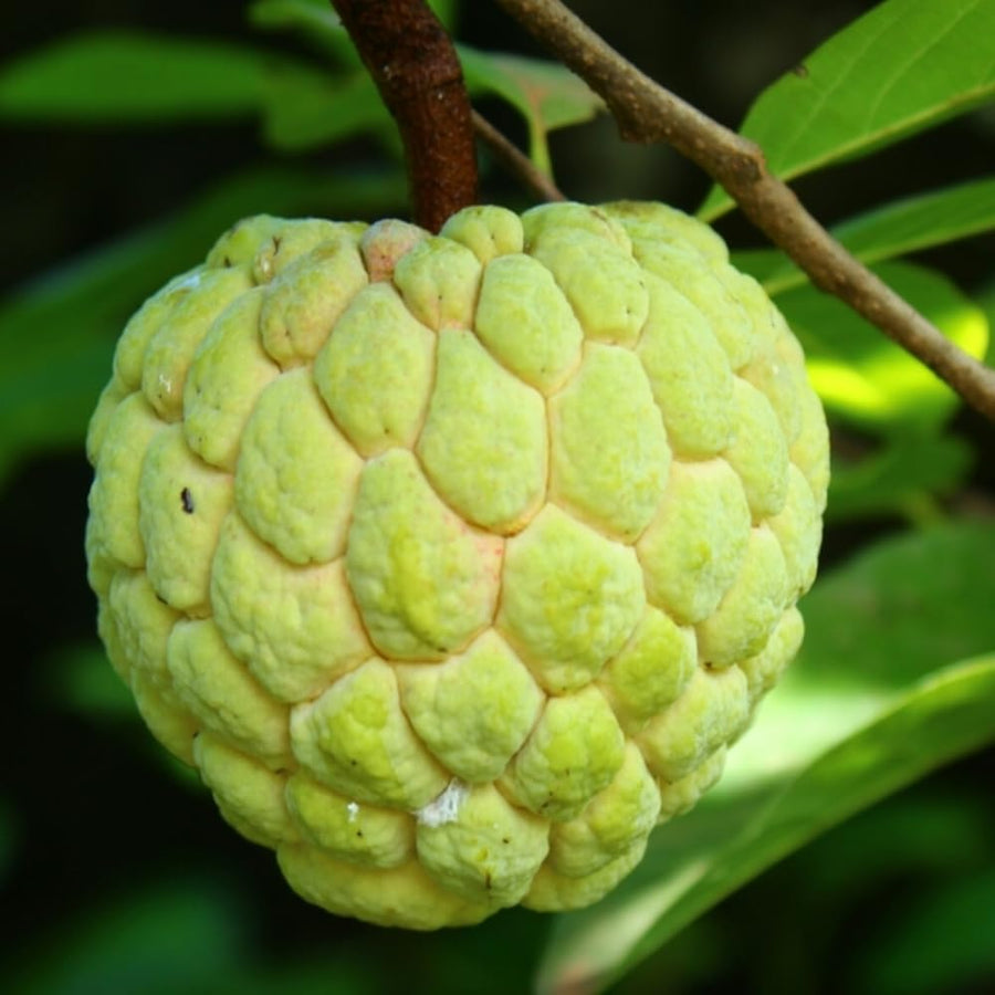 Live Sugar Apple Tree, Annona Squamosa Fruit Plant, 6-12 Inch Tall in 3” Pot, Tropical Custard Apple Plant