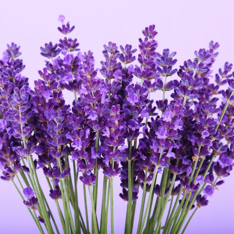 2 Lavender Plants Live Outdoor, Live Lavender Plants, 3 Inches Pot, Fragrant Perennial Herb