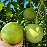 Live White Sapote Fruit Tree, 1.5 Feet Tall, Sapote Plant in 1 Gallon Pot, Sweet Tropical Plant