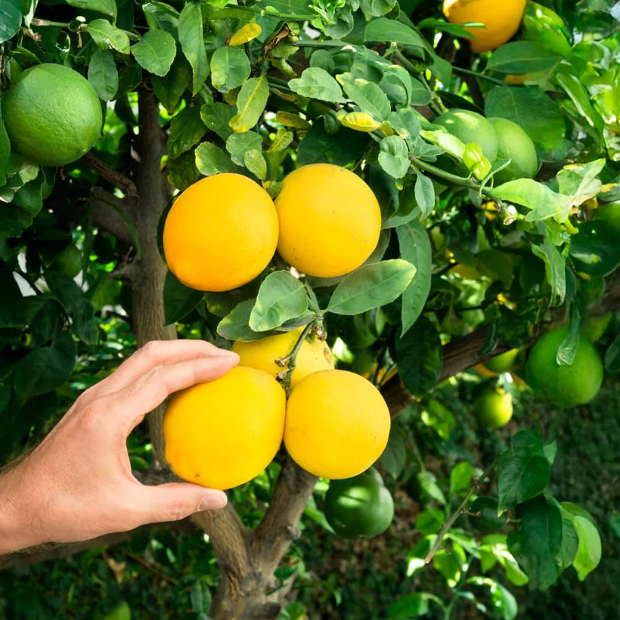 Lemon Plant Live, 2-4 Inches Tall, Dwarf Citrus Tree Starter for Indoor or Outdoor Growing, in 4" Pot