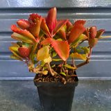 Kalanchoe Plant Live, Mother of Thousands Live Plant in 2" Pot, Rare Succulent Indoor Houseplant (Red Kalanchoe)