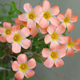 Oxalis Plant Live, Shamrock Spring Flower, 4 Inc Pot, Ornamental Oxalis Plant Live for Indoor Outdoor Garden, 4-8'' Tall (Peach)