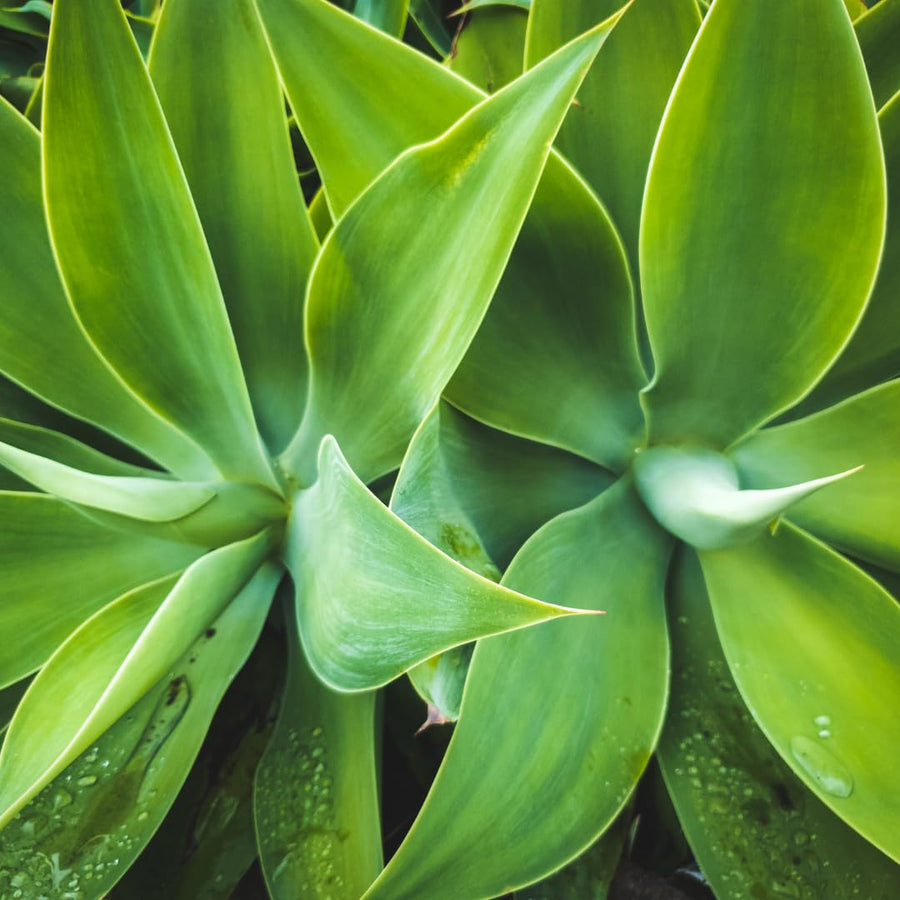 Live Green Agave Plant, Agave Succulent, Hardy Ornamental Cactus, 8 Inches Tall, 4Inch Pot, Ready for Planting
