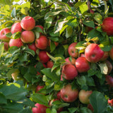 2-3 Ft Apple Tree Live Plant Bare Root, Live Apple Plant, Cold Hardy Fruit Plants for Home Garden Planting Spring (Honeycrisp)