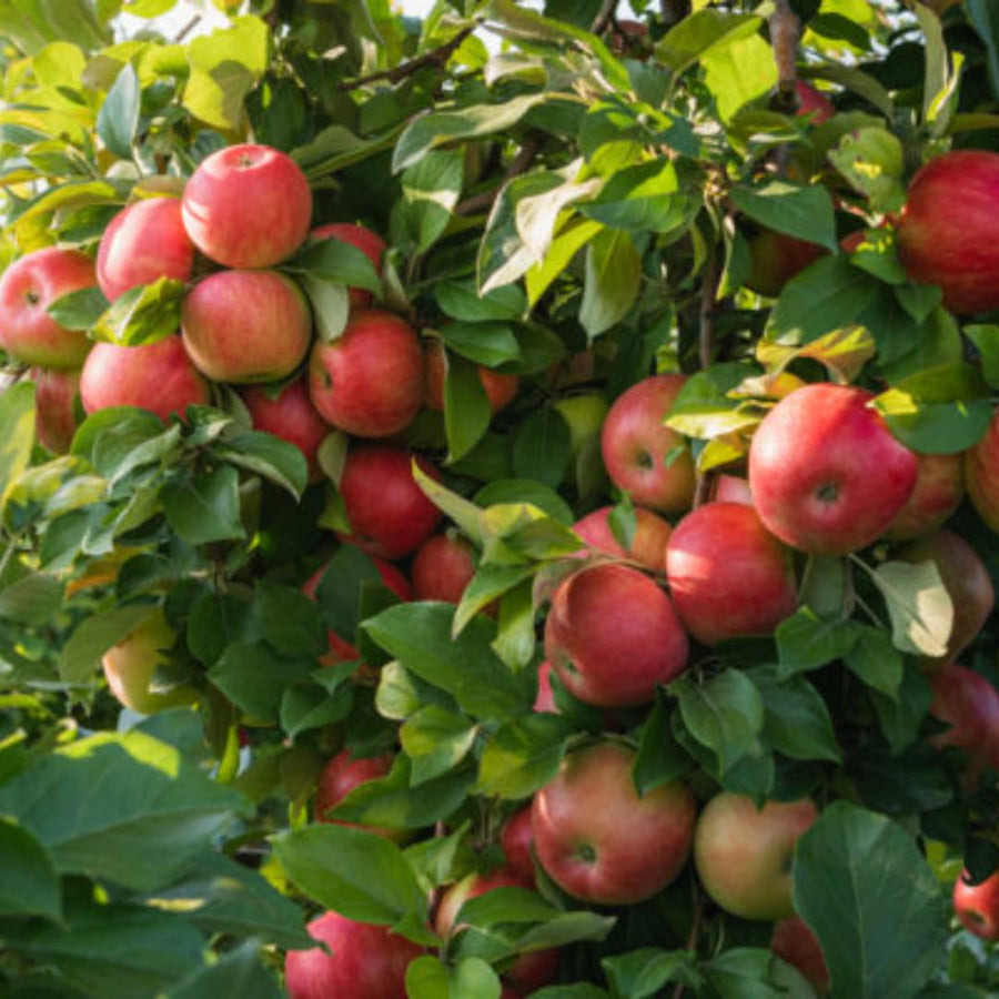 2-3 Ft Apple Tree Live Plant Bare Root, Live Apple Plant, Cold Hardy Fruit Plants for Home Garden Planting Spring (Honeycrisp)
