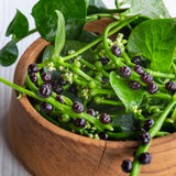 Malabar Spinach Plant Live, Vegetable Vine Plant, 5 to 8 Inch Tall Malabar Spinach Live Plant Potted