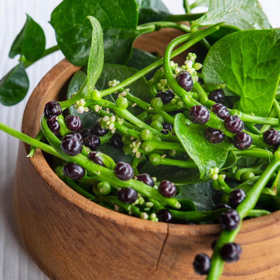 Malabar Spinach Plant Live, Vegetable Vine Plant, 5 to 8 Inch Tall Malabar Spinach Live Plant Potted