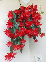 Easter Cactus Plants Live, Easter Cactus - 4 to 6 Inch Tall Houseplant Succulent Cactus Flower Plants, No Pot (Red Flowers)