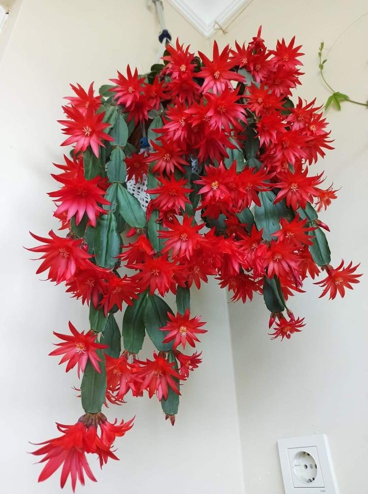 Easter Cactus Plants Live, Easter Cactus - 4 to 6 Inch Tall Houseplant Succulent Cactus Flower Plants, No Pot (Red Flowers)