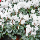 White Cyclamen Plant Live, Hardy Cyclamen Flowers, in 4 Inc Pot, Indoor Cyclamen Houseplant with Blooming Potted Flowers