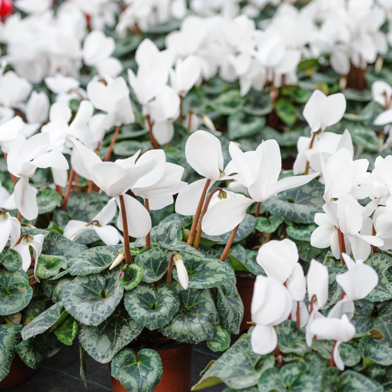 White Cyclamen Plant Live, Hardy Cyclamen Flowers, in 4 Inc Pot, Indoor Cyclamen Houseplant with Blooming Potted Flowers