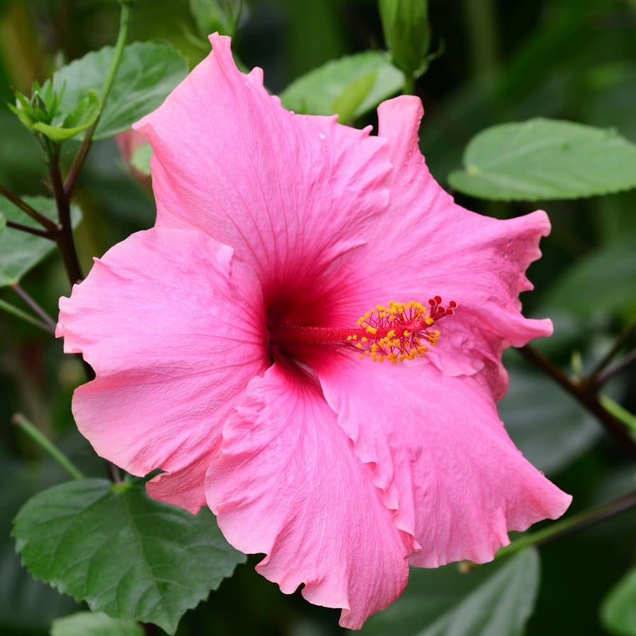 Pink Hibiscus Plant Live, Hardy Hibiscus Plants Live 5-7 Inches Tall, Vibrant Blooming Flower, Well-Rooted Plant for Home Garden Indoor Outdoor