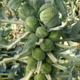 Set 2 Pots Brussel Sprouts Plants, 4″ Pot Brussel Sprouts Plants, Well Rooted Vegetable Seedlings for Garden, Container Planting
