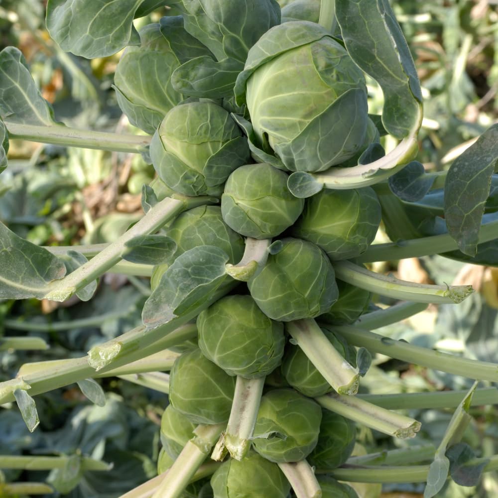Set 2 Pots Brussel Sprouts Plants, 4″ Pot Brussel Sprouts Plants, Well Rooted Vegetable Seedlings for Garden, Container Planting
