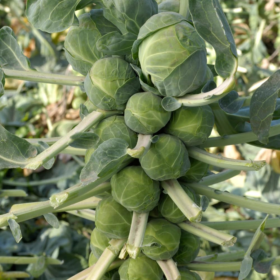 Set 2 Pots Brussel Sprouts Plants, 4″ Pot Brussel Sprouts Plants, Well Rooted Vegetable Seedlings for Garden, Container Planting