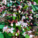 Smithianum Clerodendrum Plants Live, Trailing Light Bulb Flowering Vine, 4-8 Inch Tall, Ready to Plant Outdoor