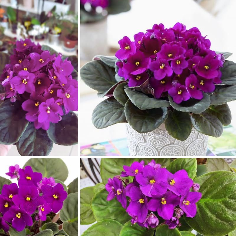 Purple African Violets Live Plants House Plants in 4" Pot, Vibrant Blooms for Indoor Décor, Home or Office, Easy to Grow