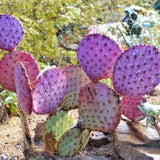 Set 25 Purple Prickly Pear Cactus Seeds, Purple Prickly Pear Seeds, Drought Tolerant Cactus for Planting