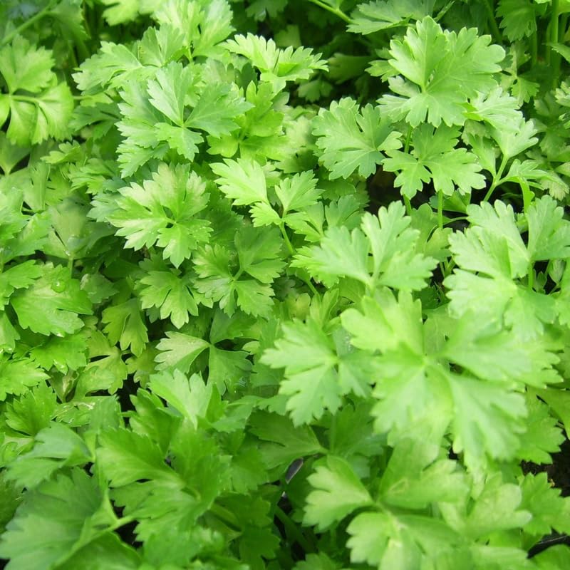 Parsley Plants Live in Pot, Fresh Herb Plant for Containers, Gardens Planting, Live Parsley Plant