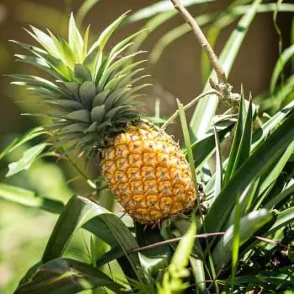4 Gold Pineapple Plants Live to Grow 5 to 8 Inch Height, Edible Pineapple Fruit Seedlings, Sweet Pineapple Well Rooted
