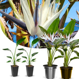 Bird of Paradise Plant - Live Tropical Ornamental Houseplant, Indoor and Outdoor Planting, Zones 9-11 (White)