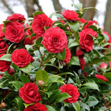 Camellia Plant Live for Outdoor Planting, Camellias Starter in 4'' Pot, Vibrant Ornamental Blooms, 8-12'' Tall (Red Camellia)