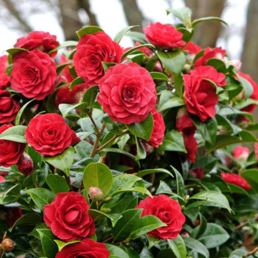 Camellia Plant Live for Outdoor Planting, Camellias Starter in 4'' Pot, Vibrant Ornamental Blooms, 8-12'' Tall (Red Camellia)