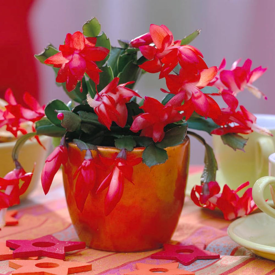 Christmas Cactus Live Plant 4'' Pot, Holiday Blooming Houseplant for Pot, Hanging Baskets, Indoor Outdoor Planting (Red Christmas Cactus)