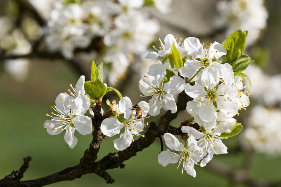 Asian Pear Tree Live Plant, Live Pear Plant Tree, 24 to 36 Inc Tall, Pear Tree Plant, Pear Live Plant, Pear Plant Tree