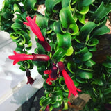 2 Curly Lipstick Plants Live Houseplants, Red Lipstick Vine Plant Live, 4 Inches Pot
