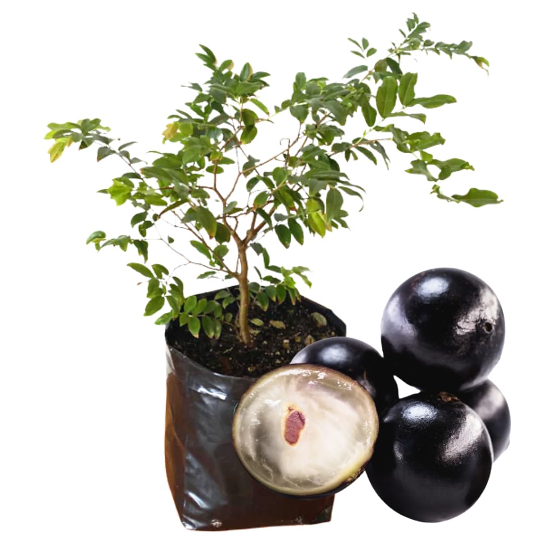Black Jabuticaba Trees Live Plants, Jaboticaba Plants Live 10-12 Inches for Planting Outside, Brazilian Grape Trees