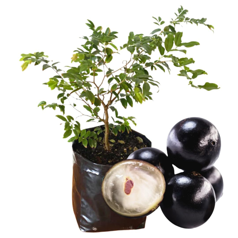 Black Jabuticaba Trees Live Plants, Jaboticaba Plants Live 10-12 Inches for Planting Outside, Brazilian Grape Trees