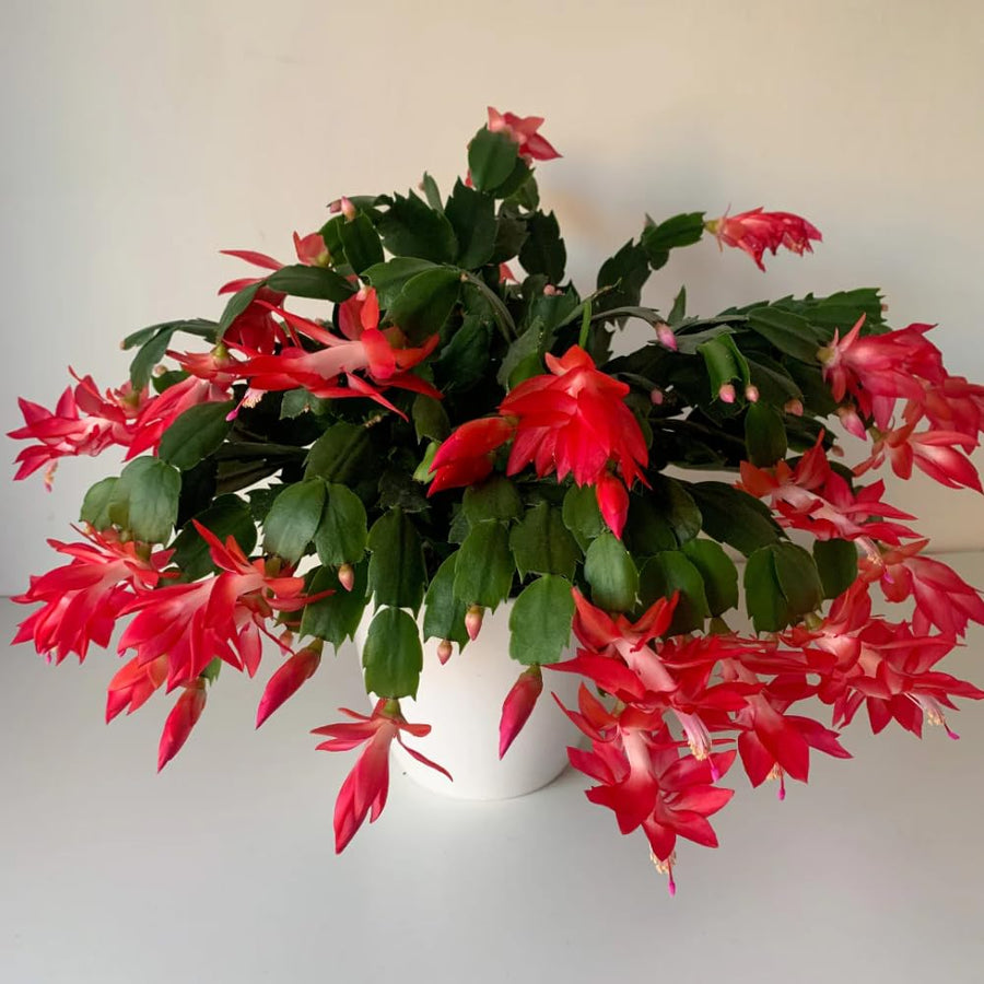 Christmas Cactus Live Plant 4'' Pot, Holiday Blooming Houseplant for Pot, Hanging Baskets, Indoor Outdoor Planting (Red Christmas Cactus)