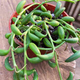 String of Bananas Plant, 4 Inch Pot, String of Bananas Plants Live Potted, Trailing Succulents Plants Live for Home, Garden, Easy Care Live Succulent Houseplant