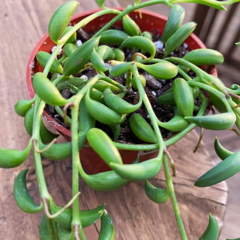 String of Bananas Plant, 4 Inch Pot, String of Bananas Plants Live Potted, Trailing Succulents Plants Live for Home, Garden, Easy Care Live Succulent Houseplant