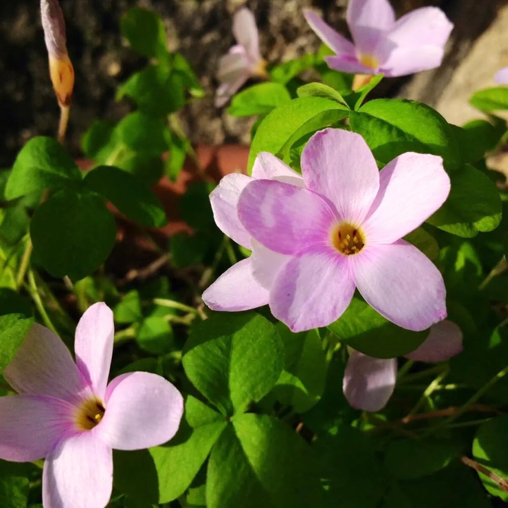 Oxalis Plant Live, Shamrock Spring Flower, 4 Inc Pot, Ornamental Oxalis Plant Live for Indoor Outdoor Garden, 4-8'' Tall (Purple)