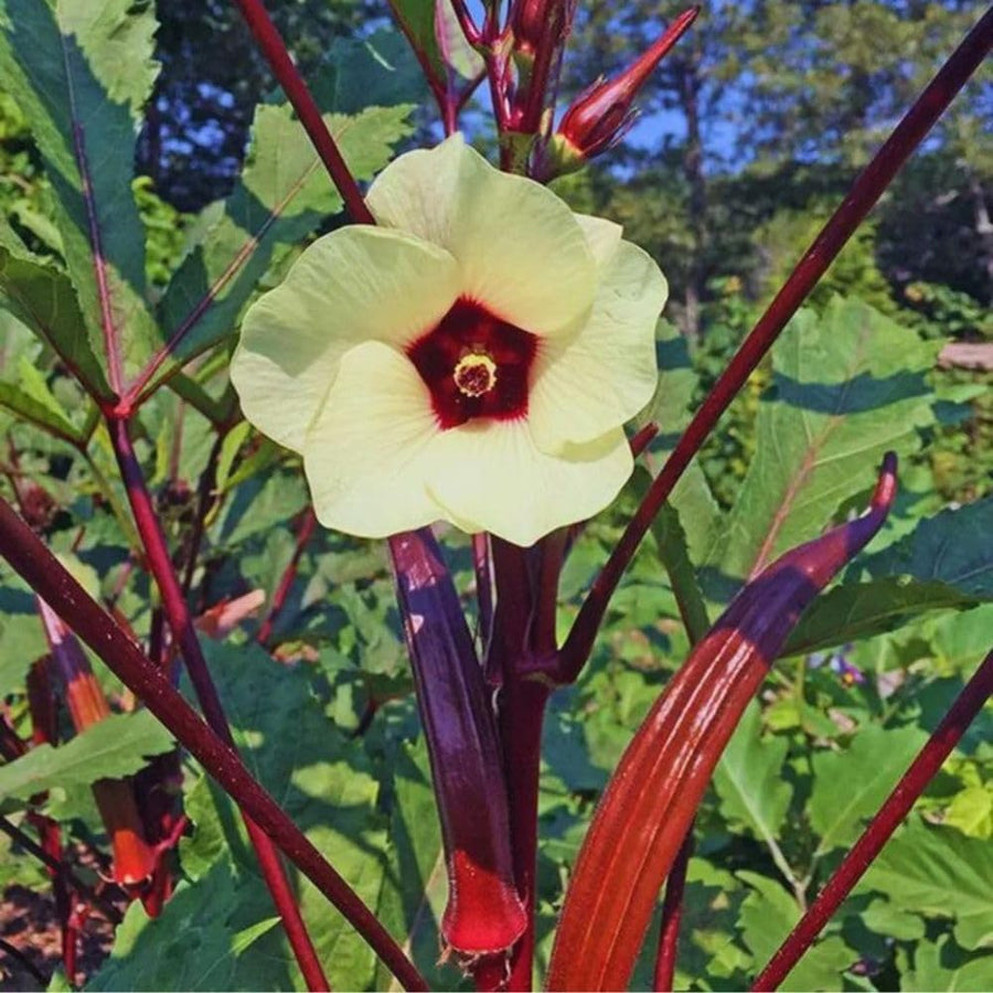 50 Count Red Okra Seeds for Planting, Red Okra Vegetable Seeds for Garden Planting and Yard Growing