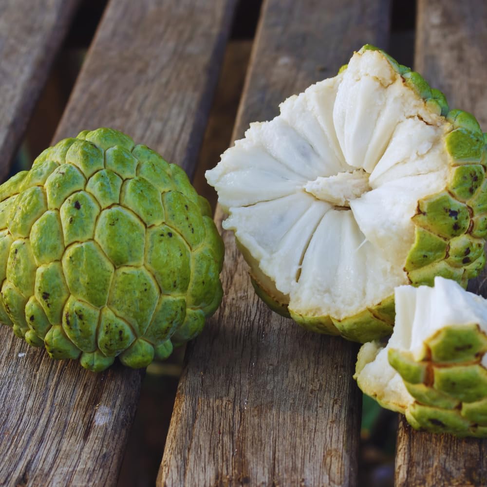 Sugar Apple Tree Live Plant, Custard Apple Plant Live Between 3 and 4 Feet Tall, Sweet Fruit Tree Home Garden