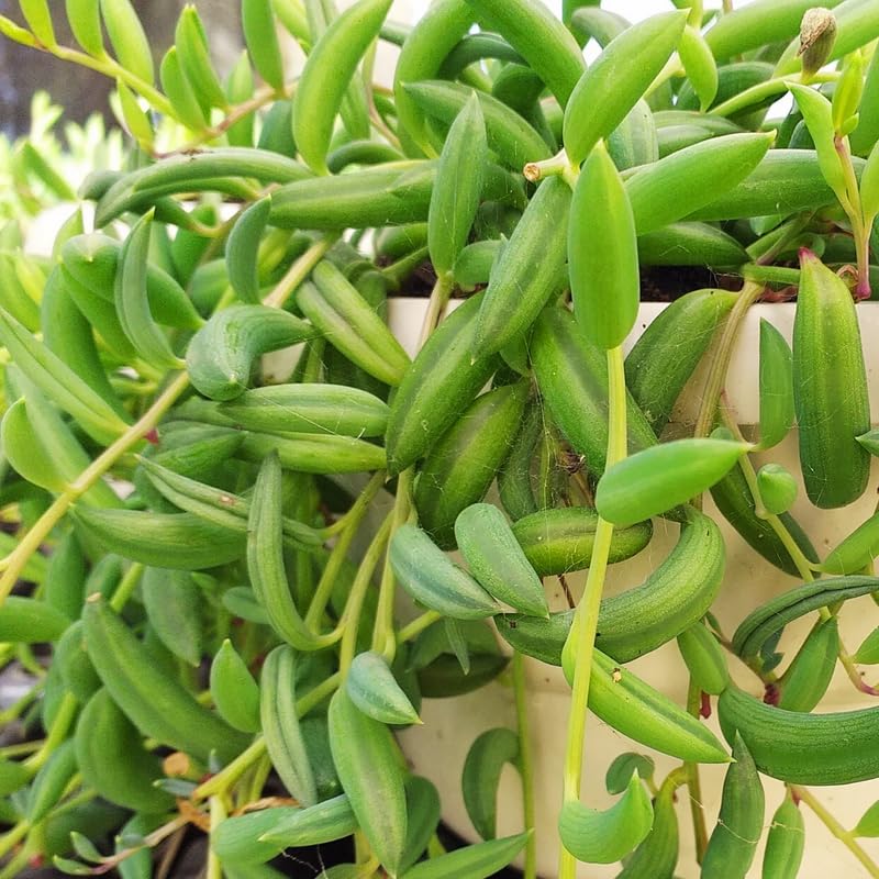 String of Bananas Live Plant in 4 Inch Pot, Live Trailing Succulent String of Bananas Plants, Succulents Plant for Indoor Décor, Easy Car