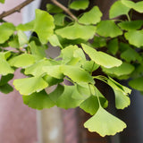 Ginkgo Tree Plant, 4 Inch Pot Hardy Ginkgo Tree Live Plant for Outdoor Garden, 6-10 Inches Tall, Vibrant Fall Foliage Tree Plant