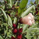 50 Roselle Seeds for Planting, Roselle Hibiscus Seeds, Hibiscus Sabdariffa Seed, Fresh Garden Edible Flower Plant Seed