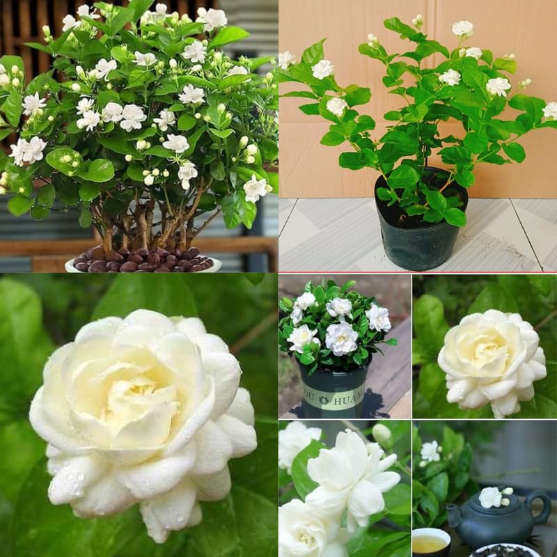 2 Jasmine Plants Live, Random Jasmine Tree Live Plant Plugs Size, Fragrant White Flower, 2-3 Inches in Tall, No Pot, Fast-Growing