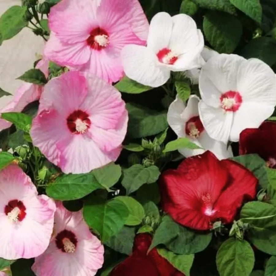 Hibiscus Flower Plant, Hibiscus Plants Live, Tropical Hibiscus Plant, Giant Mix, Zone 10 to 12, Size 5 to 7 Inch Tall