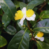 Tea Plant Camellia Sinensis Plants Live, Set 2 Plants, Live Tea Plant Tree, Herb Plant Garden