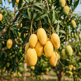 Live Mango Tree 22-26'' Tall in 1 Gallon Pot, Tropical Sweet Fruit Tree, 2 Ft Young Plant, Ready to Grow Outdoor