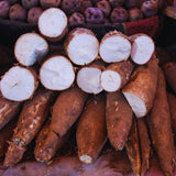Cassava Yuca Plant Live in 4 Inc Potted, Sweet Yuca Live Plant for Growing Outdoors, 4 to 6 Inc Tall, Vegetable Plants Garden