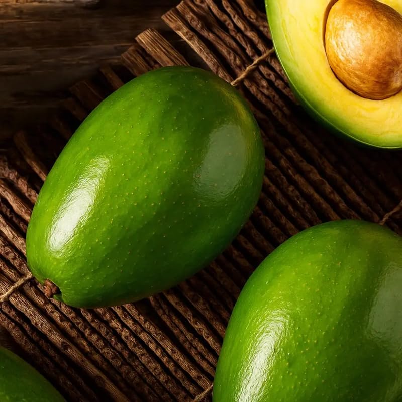 Avocado Tree Live Plant, Cold Hardy Avocado Plant Live 2-3 Feet Tall, Tropical Smooth Fruit Tree