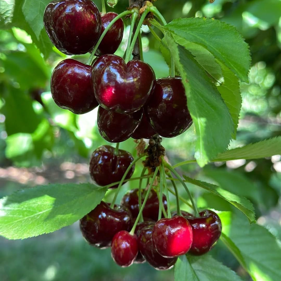 Set 2 Black Cherry Seedlings, Trees Live Plants, 1-2 Feet Tall, Sweet Cherry Plants Live for Planting Outdoors, Bareroots Dormant